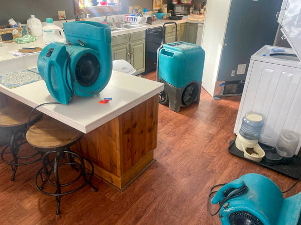 Best Mold removal after water damage  in Brentwood, NY