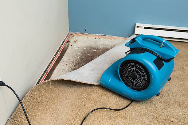 Best Water damage contractors near me  in Brentwood, NY